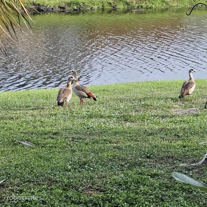 Room for rent in Melbourne, FL $1000, house