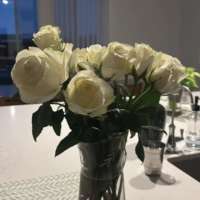 Roommate looking Jeffersonville, OH, $700