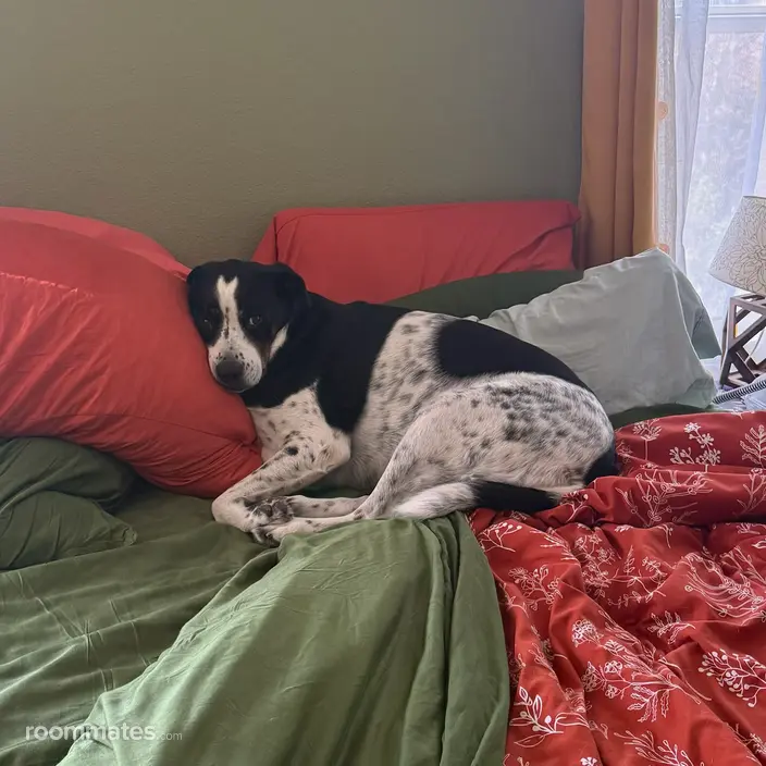 Roommate looking Albuquerque, NM, $900