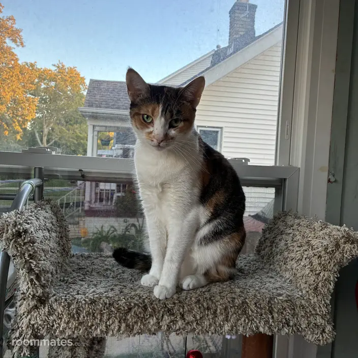 Roommate looking Lakewood, OH, $600