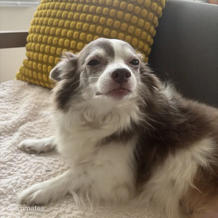 Roommate looking Phoenixville, PA, $700
