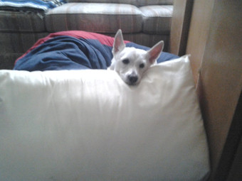 Roommate looking Waterloo, IL, $1500